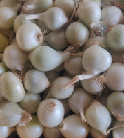 Ferme de la ville basse - Oignon blanc Bio