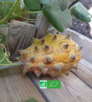 LES JARDINS DE KARINE - Kiwano/Concombre africain