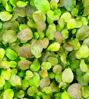 Nature et Saveurs - Ferme Aquaponique et Permacole Astérienne - Mesclun gastronomique — Tatsoï Métissé (Jeunes Feuilles)