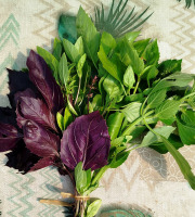 Nature et Saveurs - Ferme Aquaponique et Permacole Astérienne - Basilic en Mélange — variétés de la ferme