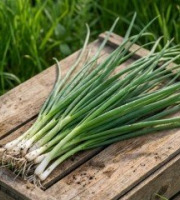 Nature et Saveurs - Ferme Aquaponique et Permacole Astérienne - Oignon Jeune — Ciboule & Cébette du Périgord