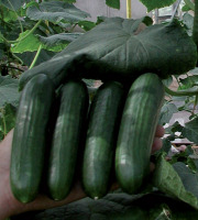 Nature et Saveurs - Ferme Aquaponique et Permacole Astérienne - Concombre Vert Petit Jounia