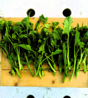 Nature et Saveurs - Ferme Aquaponique et Permacole Astérienne - Brocoletto de Cima – Mini légume gastronomique