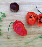 HERBA HUMANA - Piment Rocotto Rouge - 17g