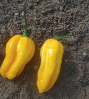 HERBA HUMANA - Habanero Mustard - 40g