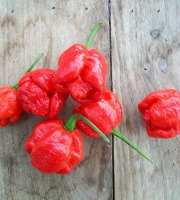 HERBA HUMANA - Piment frais trinidad Scorpion Rouge 60g