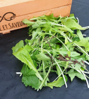 Nature et Saveurs - Ferme Aquaponique et Permacole Astérienne - Mesclun de Jeunes Pousses