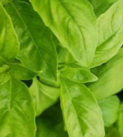 Mon Petit Producteur - Basilic vert bio en botte
