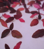 Nature et Saveurs - Ferme Aquaponique et Permacole Astérienne - Amarante rouge jeunes feuilles - 50g
