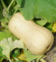 Maréchal Fraicheur - Butternut bio - 1 kg