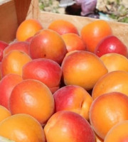 Domaine Reverchon - Abricots du Vaucluse 1kg