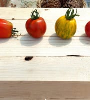 Nature et Saveurs - Ferme Aquaponique et Permacole Astérienne - Tomates moyennes en mélange – chair ferme & saveurs de saison