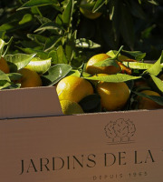 Jardins de la Testa - Clémentine 5kg + 1 confiture