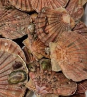Saint Kerber - Cancale - Coquilles Saint Jacques de Saint Malo 6kg