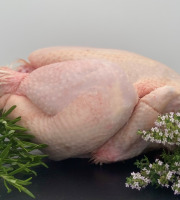 La Ferme d'Autrac - [Précommande] Poulet fermier minimum 1,5 KG