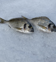 Pêcheur Toni  Micheau - Daurades Royales Sauvages De Méditerranée - 500g (2 Pièces)