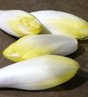 Nature et Saveurs - Ferme Aquaponique et Permacole Astérienne - Endive First Lady – croquant délicat et amertume maîtrisée