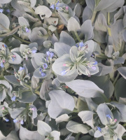 Maison Argentain - Mertansia Maritima (Plante à huître) - 70g