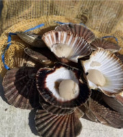 Fine de Cancale - Coquilles saint Jacques vivantes - 105kg