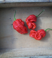 HERBA HUMANA - Piment frais frais Carolina Reaper - 60g