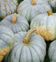 Le Châtaignier - Courges Bleu de Hongrie - 2 à 2.5kg