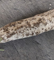 Ferme Joos - Saucisson sec de boeuf : Ferme Delmotte