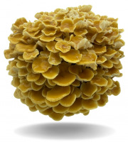 Naturélium - Le golden enoki 1kg