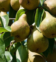 Maréchal Fraicheur - Poires Harrow Sweet BIO - 1 kg
