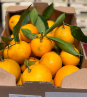 Les Hespérides - Coopérative de la Riviera Française - Orange gros calibre 5kg