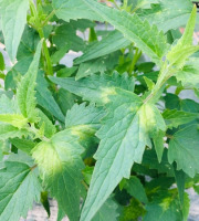 Maison Argentain - Agastache - 70g