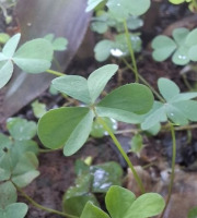 La Cabane à plantes - Oxalis Verte (20 feuilles)