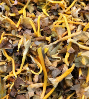 Naturélium - Chanterelle modeste sauvage fraîche