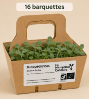 Ma Micropousse culinaire - Micro-pousses bio de bourrache – 16 barquettes