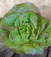 Les Jardins de Gérard - Lot de 2 salades Rougette Bio