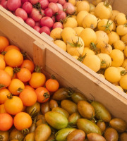 Nature et Saveurs - Ferme Aquaponique et Permacole Astérienne - Tomates Petites Gourmandes en Mélange