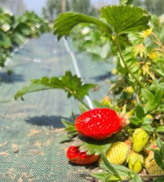 La Ferme de Goas Per - Fraise bio - 250gr