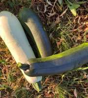 Des Poules et des Vignes à Bourgueil - Courgettes vertes, jaunes et rondes