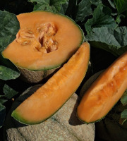 La Maison du Melon - Melon Charentais x 4