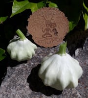 Ferme de Cernunnos - Jeunes Pâtissons (500g)