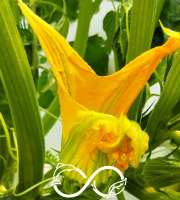 Nature et Saveurs - Ferme Aquaponique et Permacole Astérienne - Fleurs de Courgette