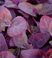 Nature et Saveurs - Ferme Aquaponique et Permacole Astérienne - Arroche Rouge