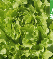 Mon Petit Producteur - Salade Laitue