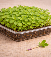 Nature et Saveurs - Ferme Aquaponique et Permacole Astérienne - Micropousse d’Agastache — Vivante en Barquette 14*18cm