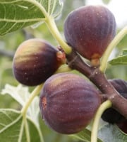 L'OLIVERAIE DU COUDON - FIGUES BIO de SOLLIES PONT en plateau de 1,6kg env