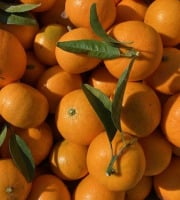 Jardins de la Testa - Mandarine de Corse -  3kg