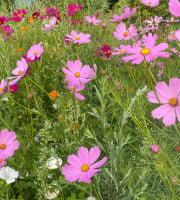 La Cabane à plantes - Fleurs comestible : cosmos roses