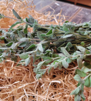 Les Jardins de Gérard - Marjolaine fraîche Bio