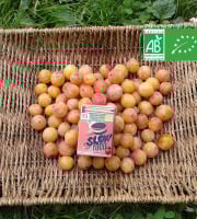 LES JARDINS DE KARINE - Mirabelles BIO / Moriviller / Lorraine - 1kg