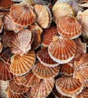 Brest Marée - Coquilles St Jacques de la rade de Brest - 6kg