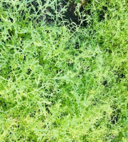 Maison Argentain - Moutarde Verte - 200g